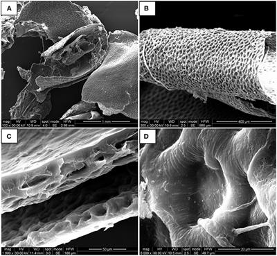 Valorization of Tomato Processing Residues Through the Production of Active Bio-Composites for Packaging Applications